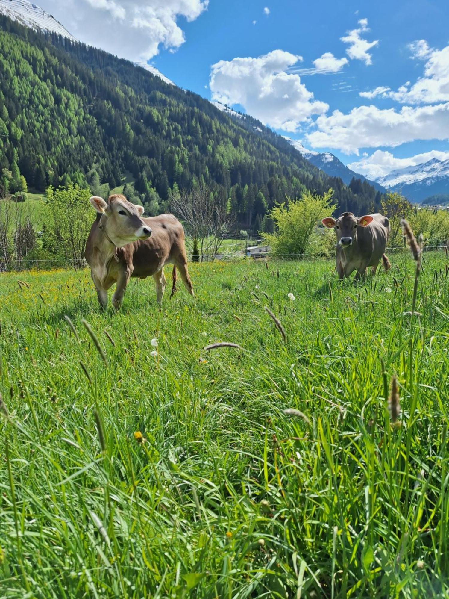 Gsoerhof Lejlighed St Anton am Arlberg Eksteriør billede